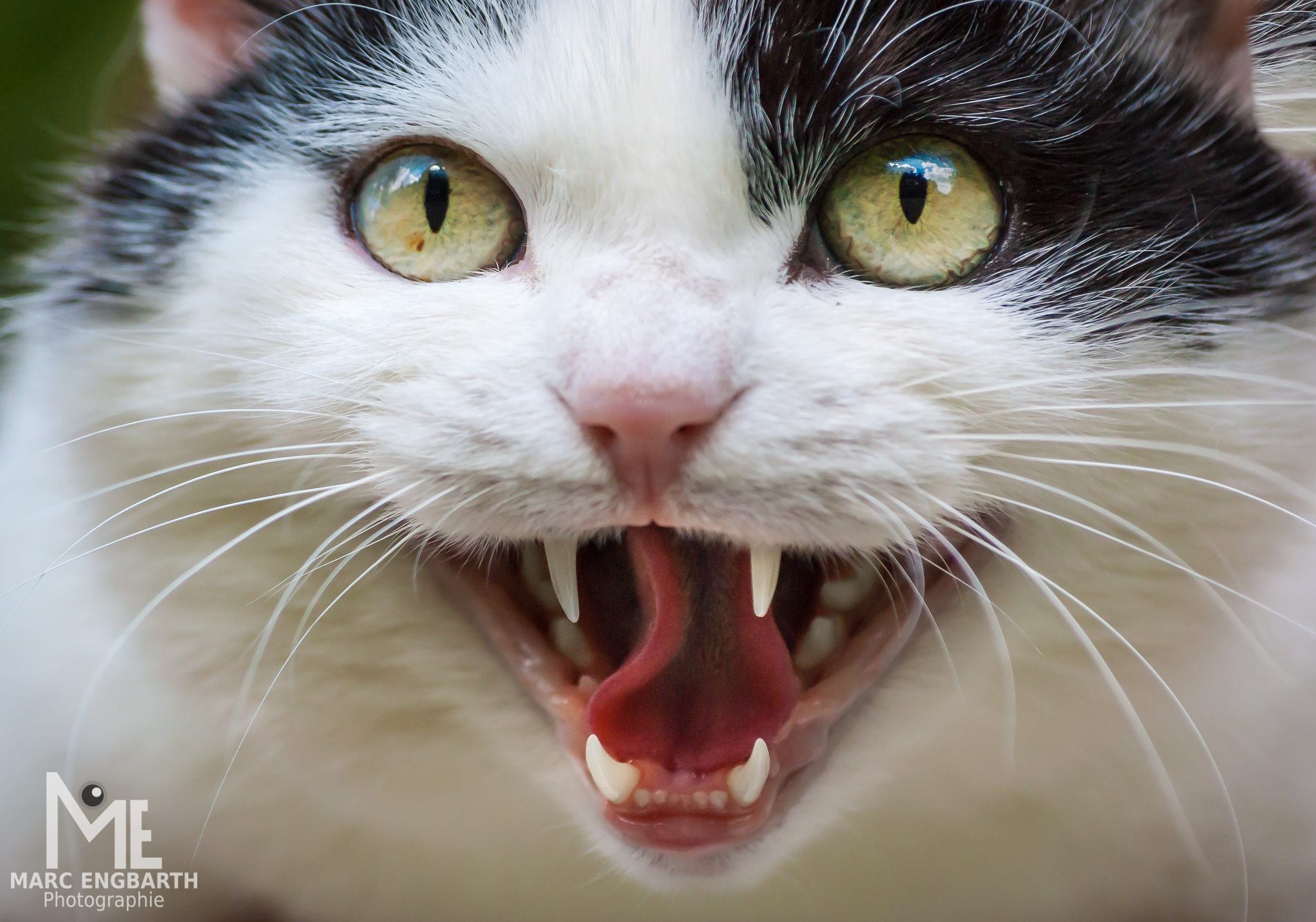 Katze mit offenem Maul