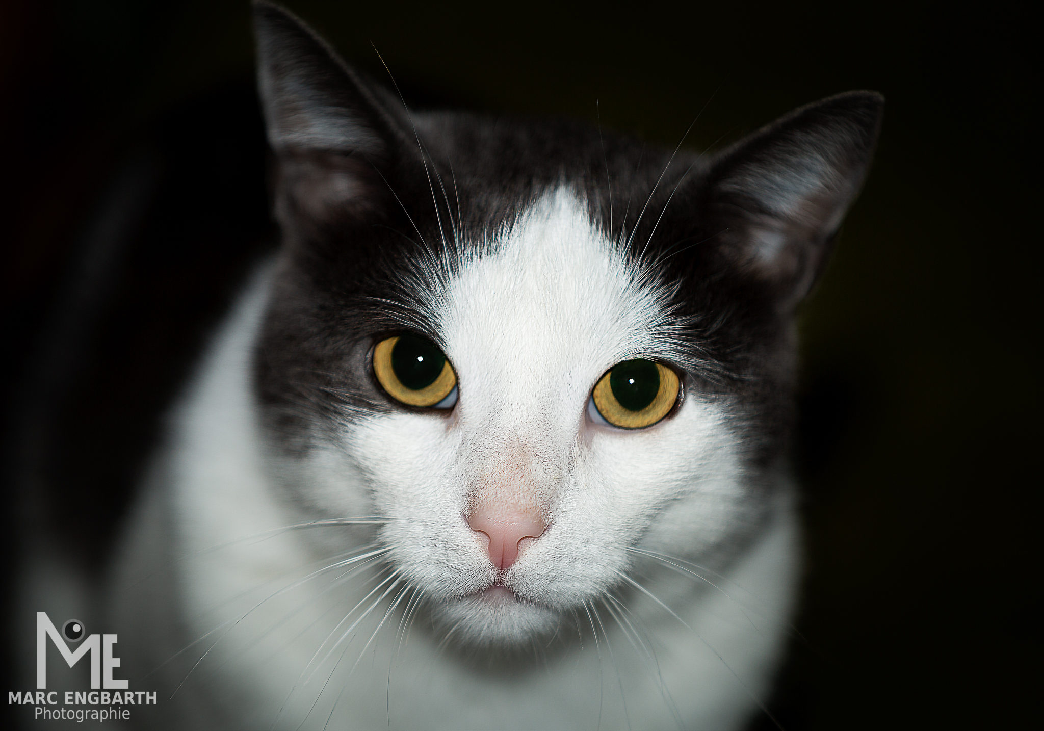 Schwarz-weiße Katze vor dunklem Hintergrund