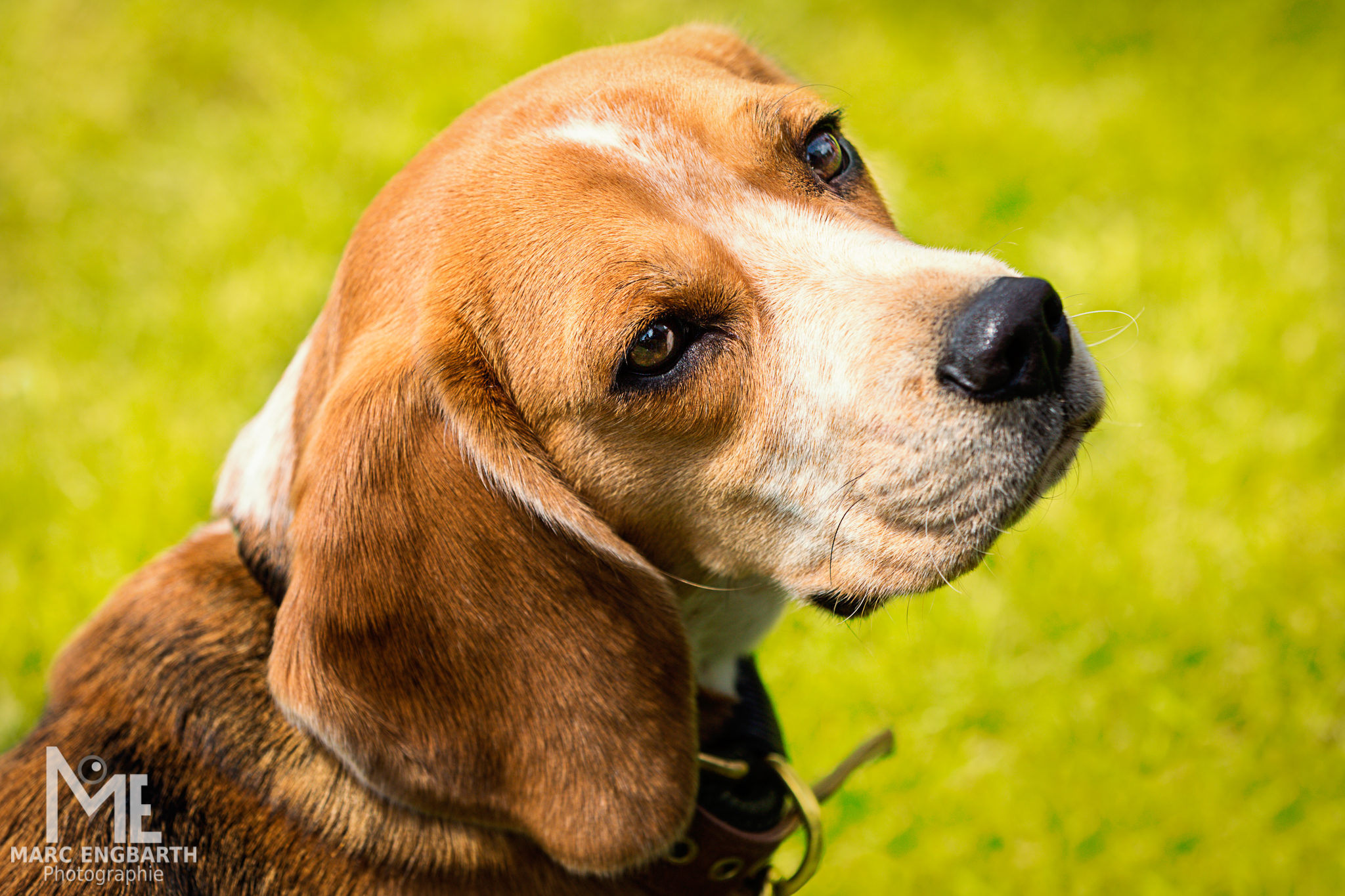 Beagle schaut nach oben