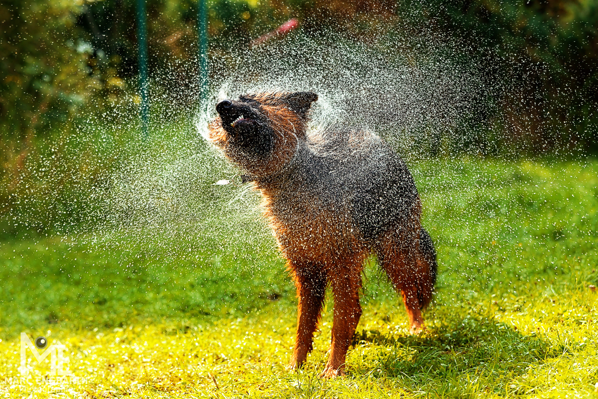 Hund spielt mit dem Wasserstrahl