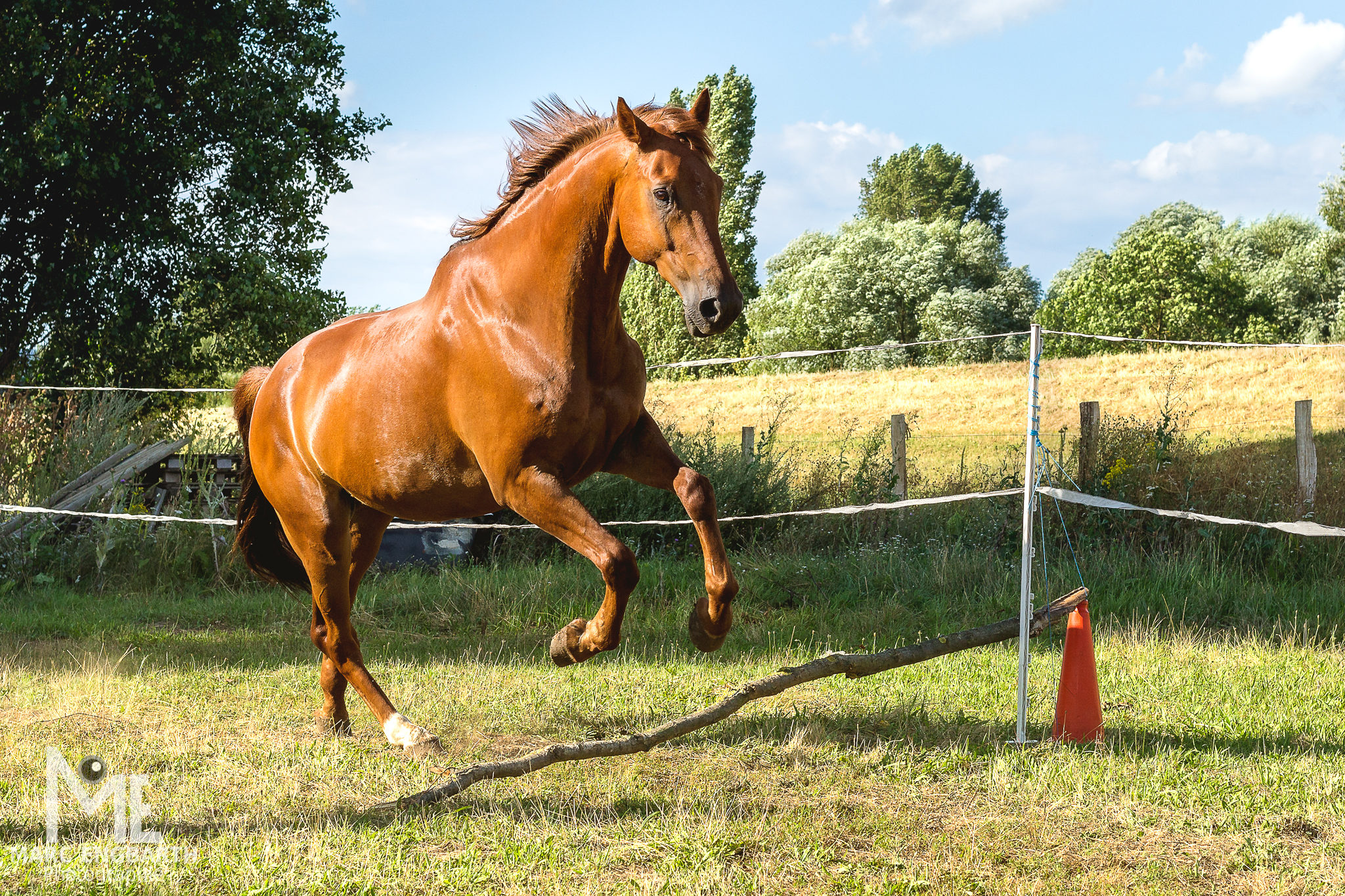 Pferd galoppiert über die Koppel