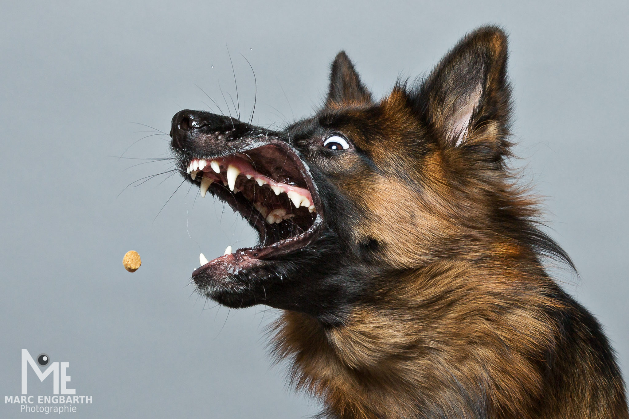 Hund schnappt im Studio nach einem Leckerli