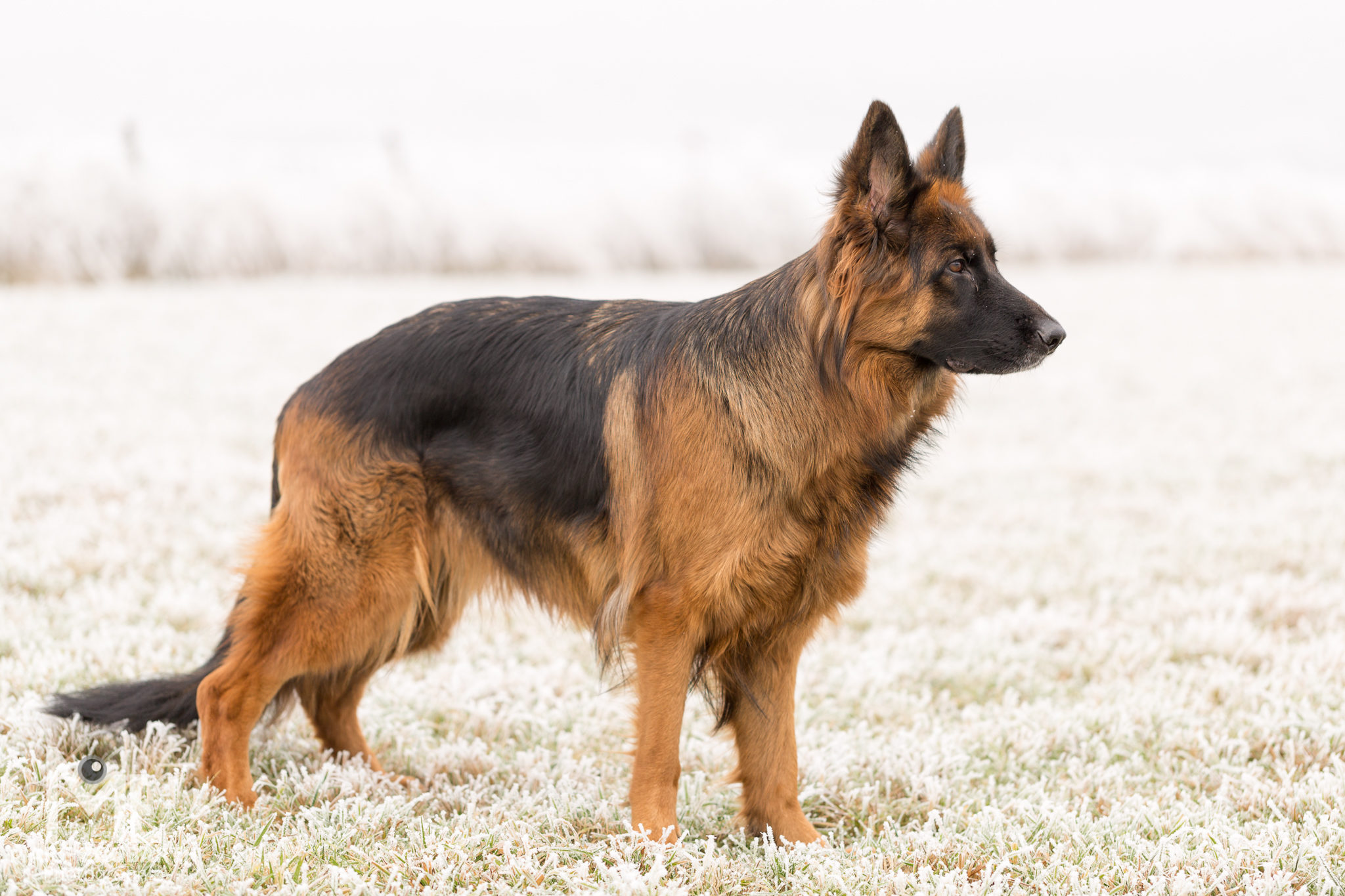 Schäferhund im Raureif