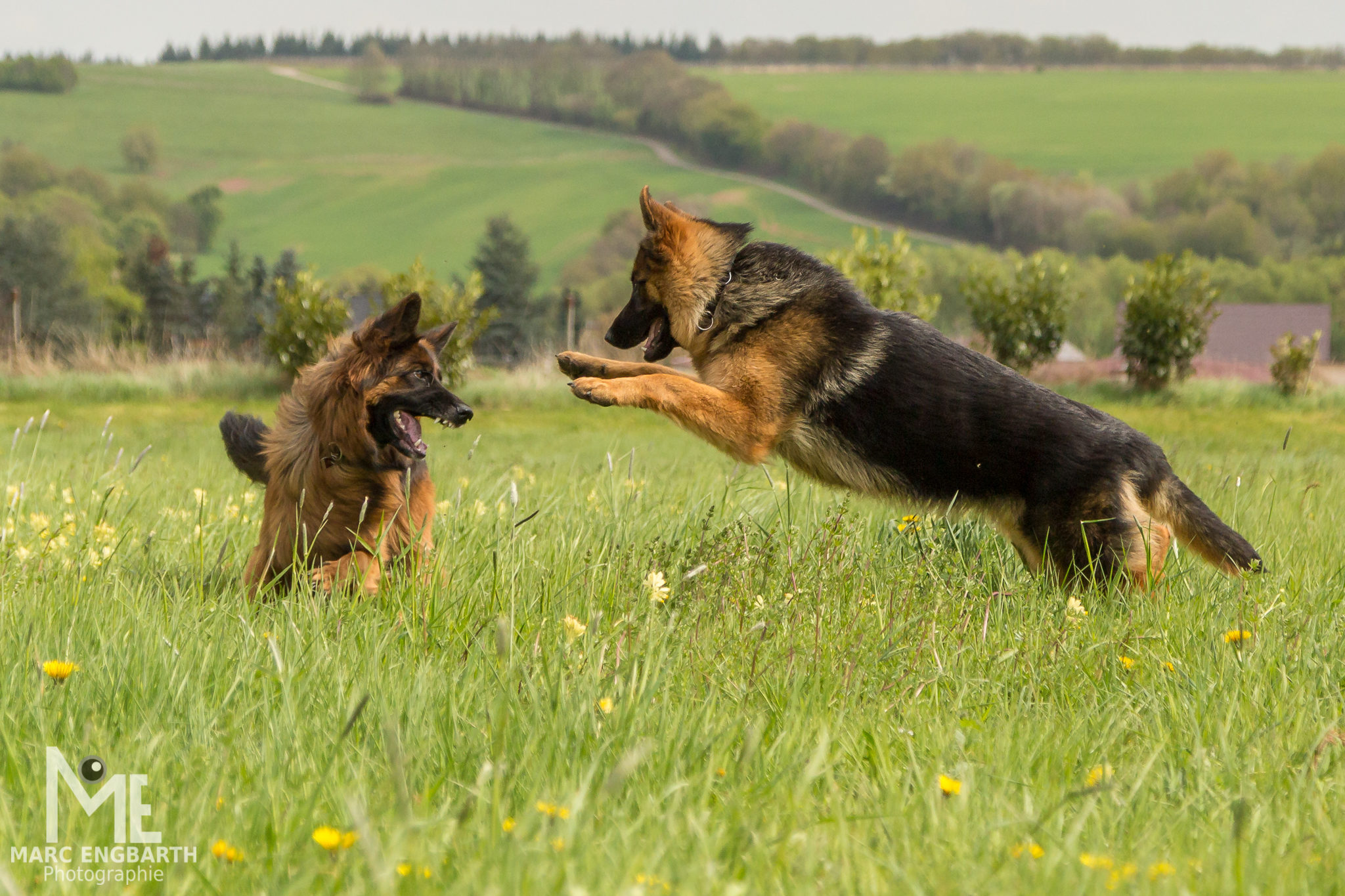 Zwei Schäferhunde toben über die Wiese