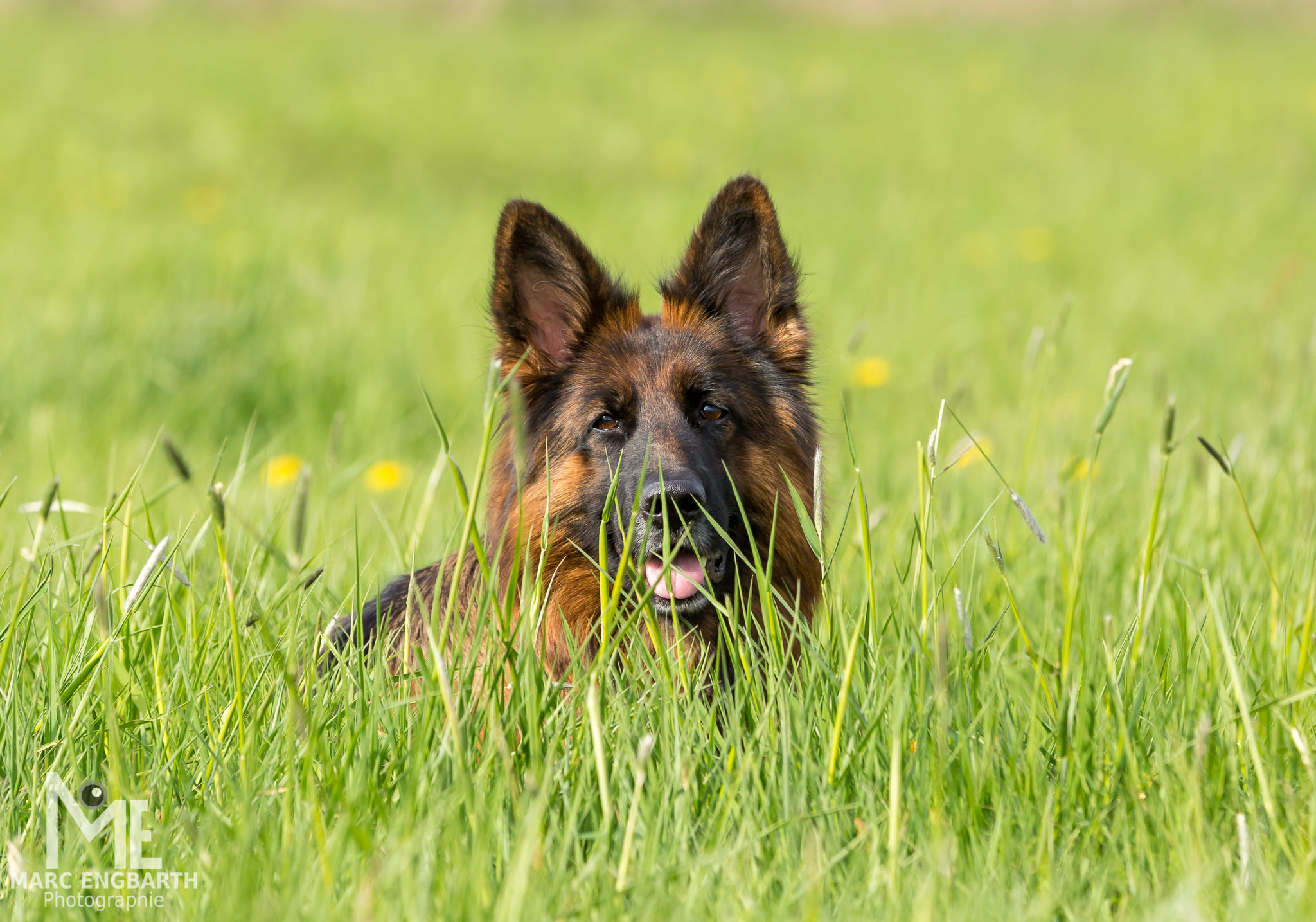 Schäferhund liegt im hohen Gras