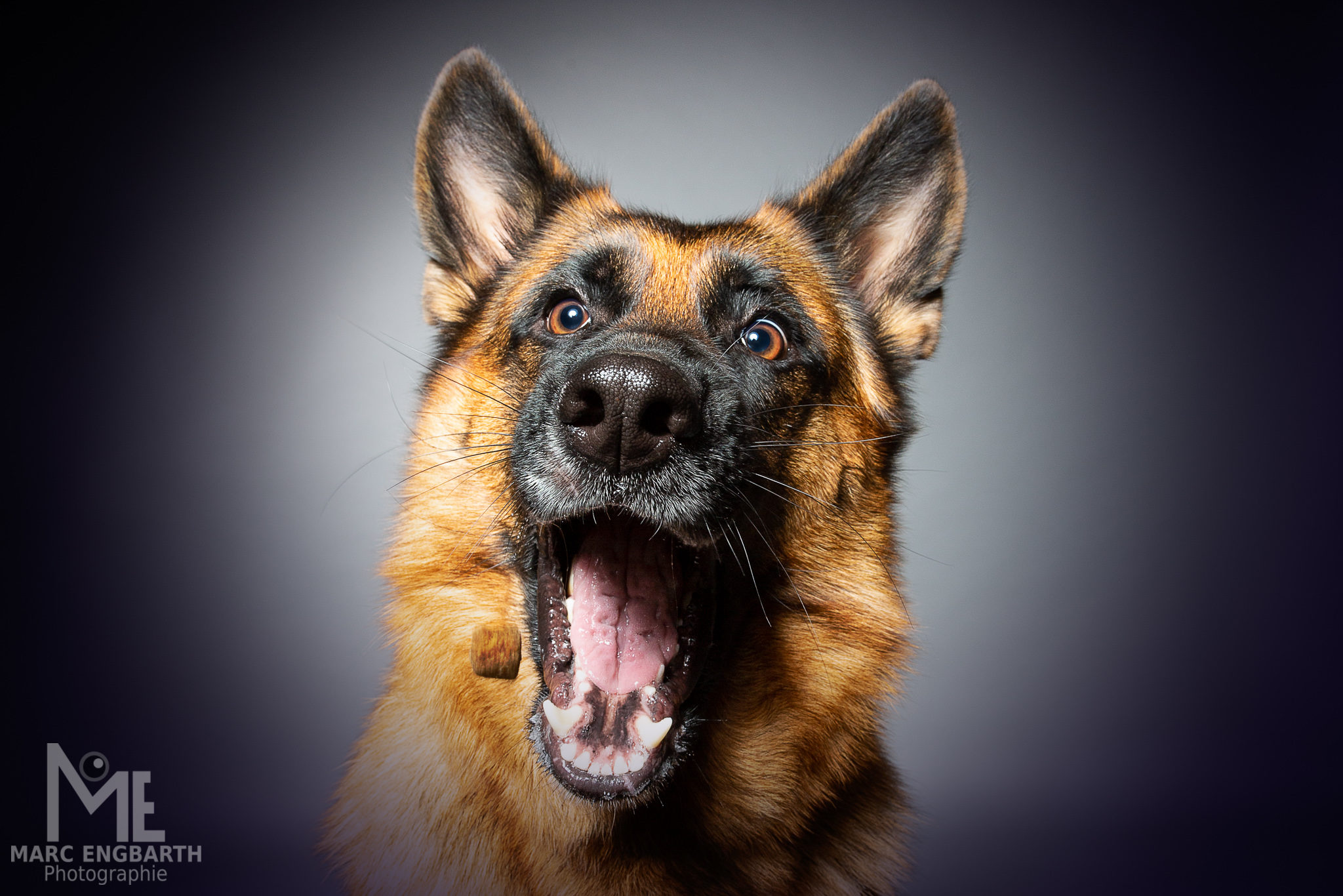 Schäferhund fängt ein Leckerli