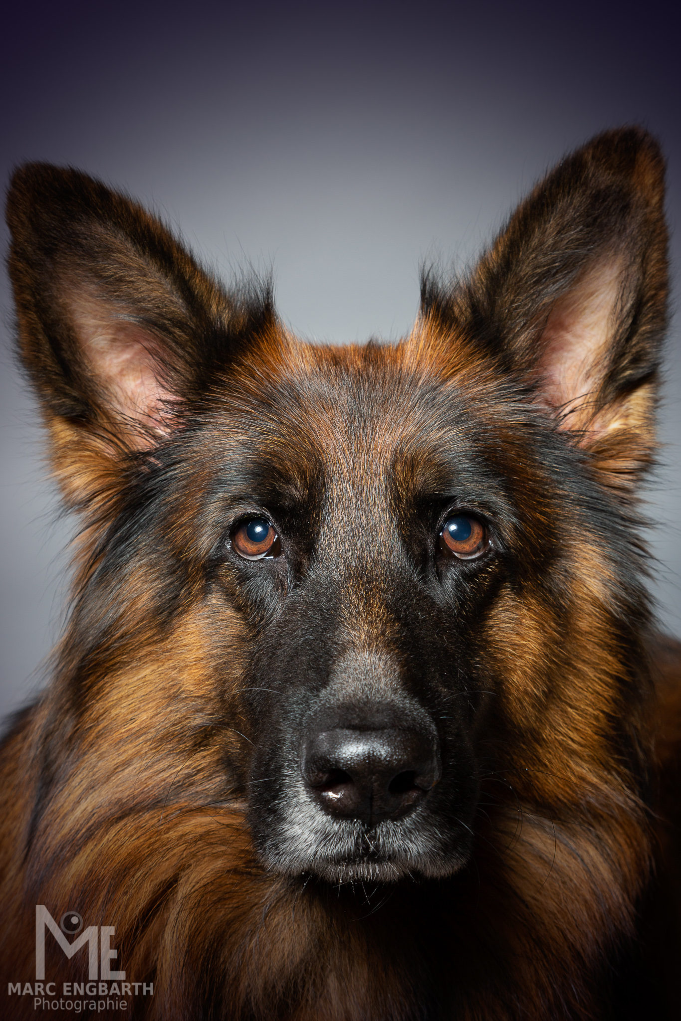 Schäferhund-Portrait im Studio
