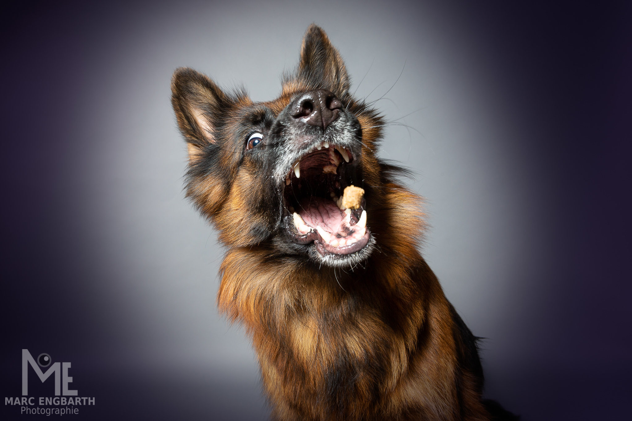 Schäferhund schnappt im Studio nach einem Leckerli