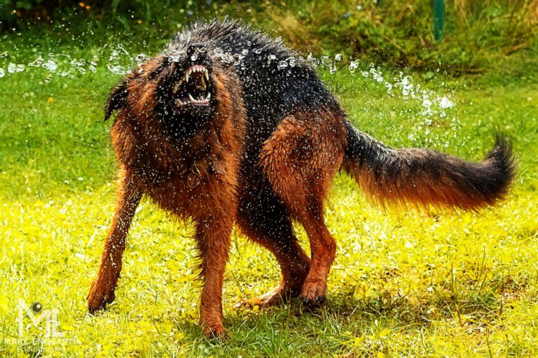 Zwei Fotos aus dem letzten Sommer