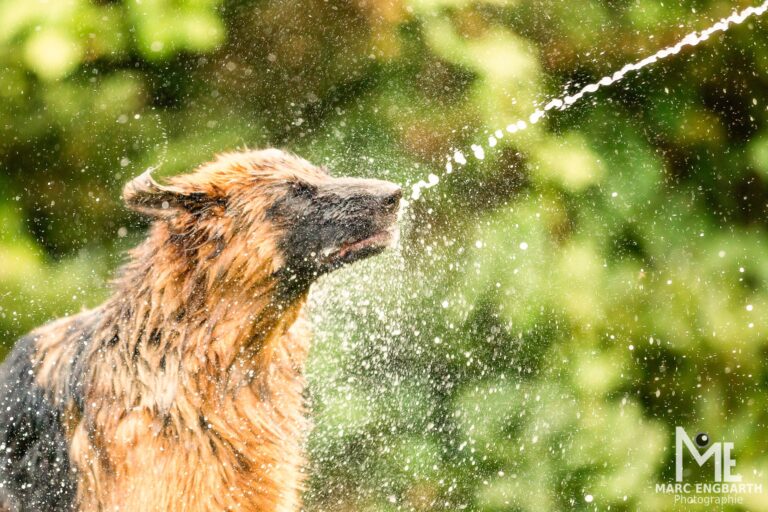 Zwei Fotos aus dem letzten Sommer