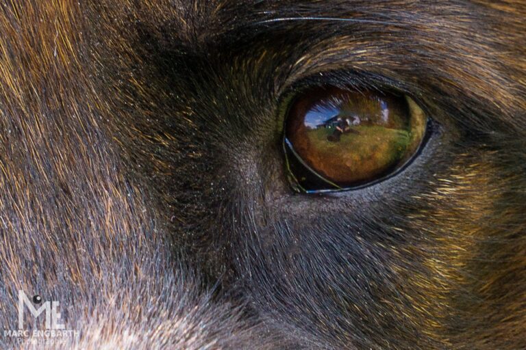 Spiegelung im Hundeauge :)