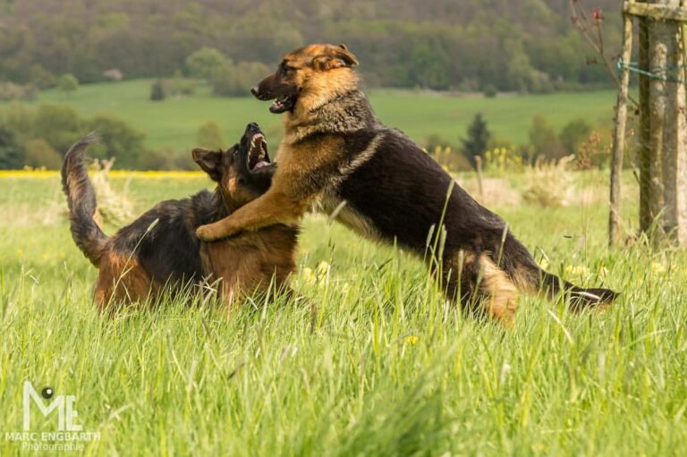 Zwei beim Toben @germanshepherdnetwork Verein …