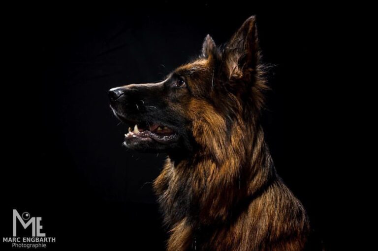 @germanshepherdnetwork