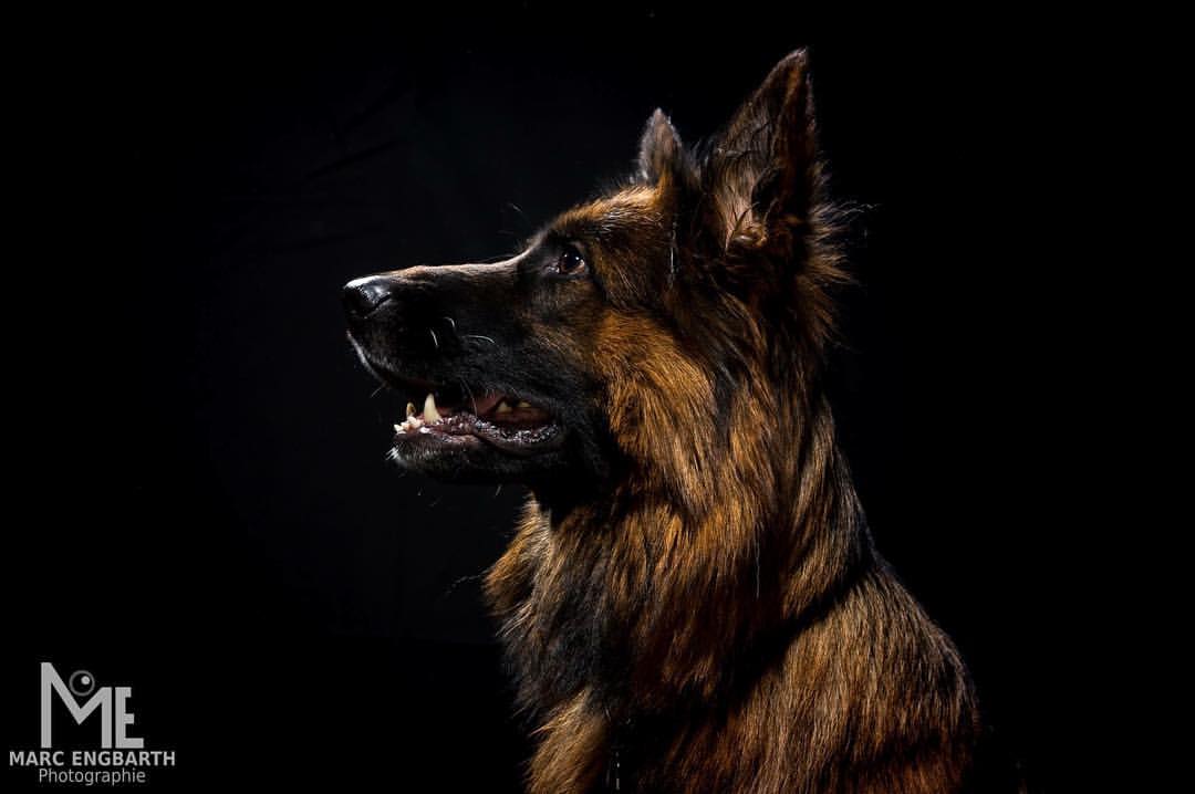 @germanshepherdnetwork