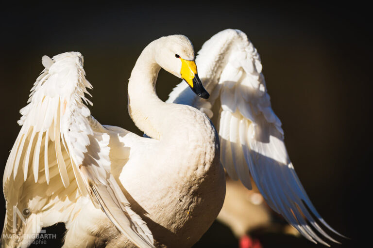 Schwan im Tierpark Rheinböllen, unterwegs mit Christian's …