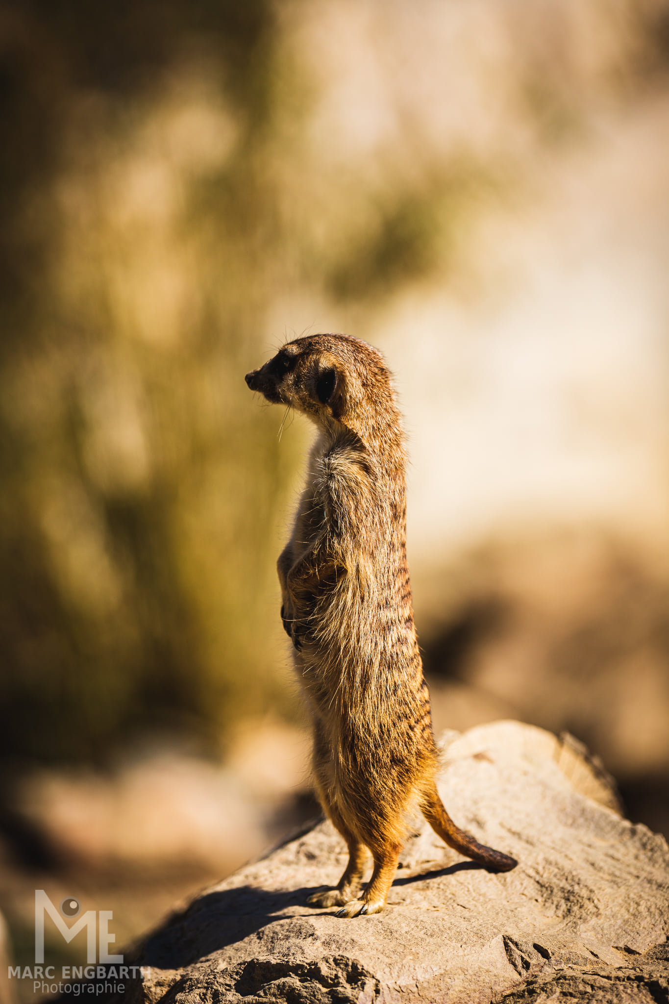 Erdmännchen im Tierpark Rheinböllen, unterwegs mit …