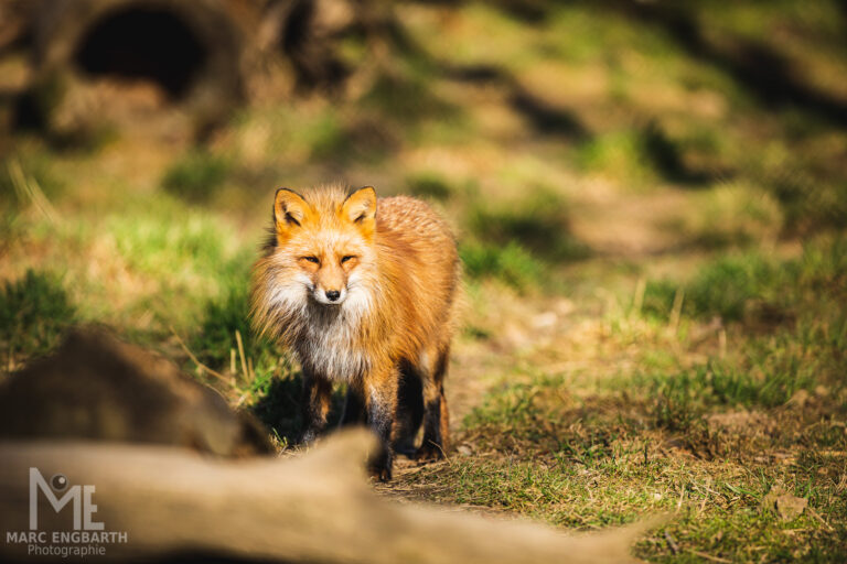 Fuchs im Tierpark Rheinböllen, unterwegs mit Christian's …