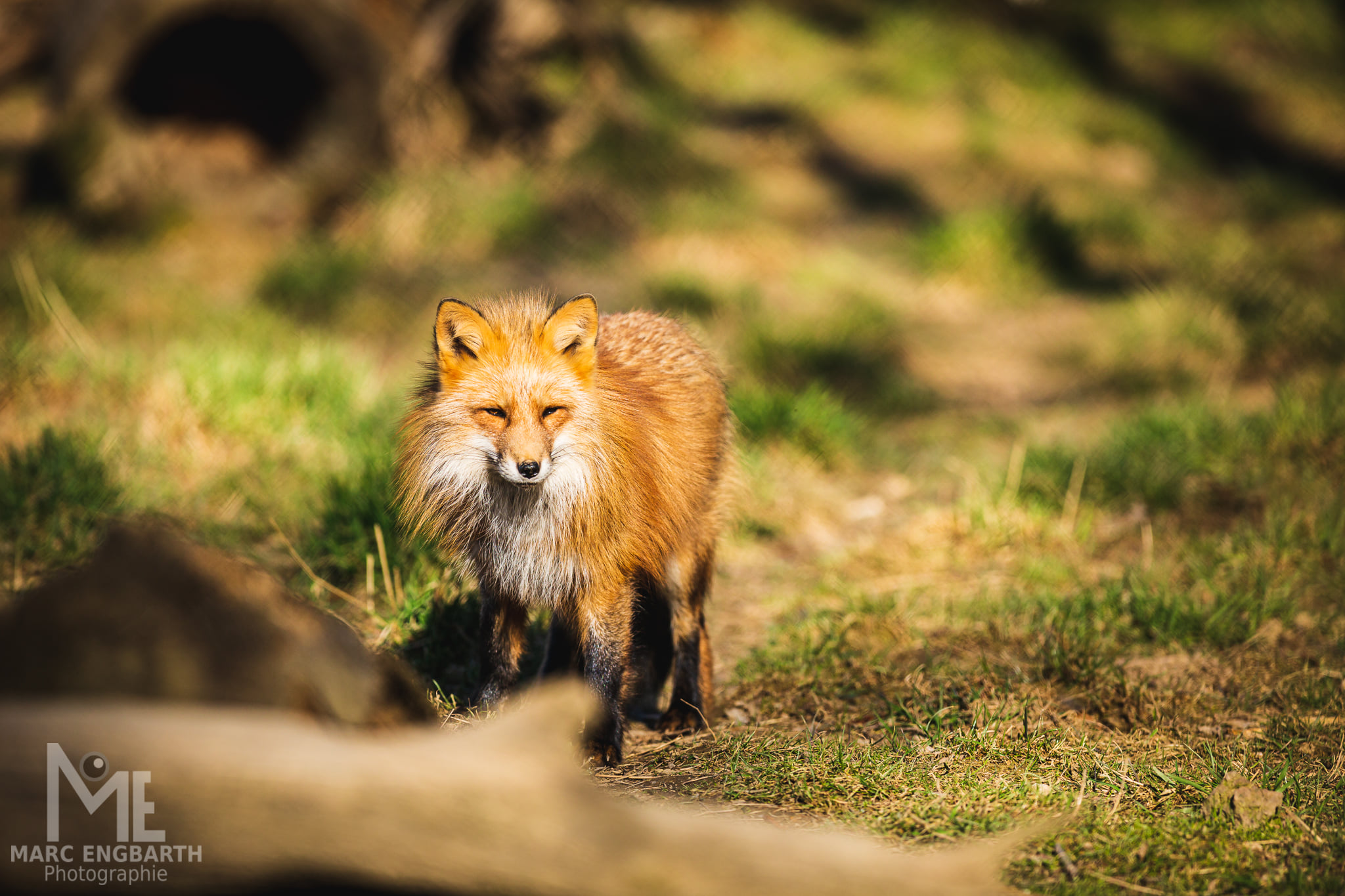 Fuchs im Tierpark Rheinböllen, unterwegs mit Christian's …