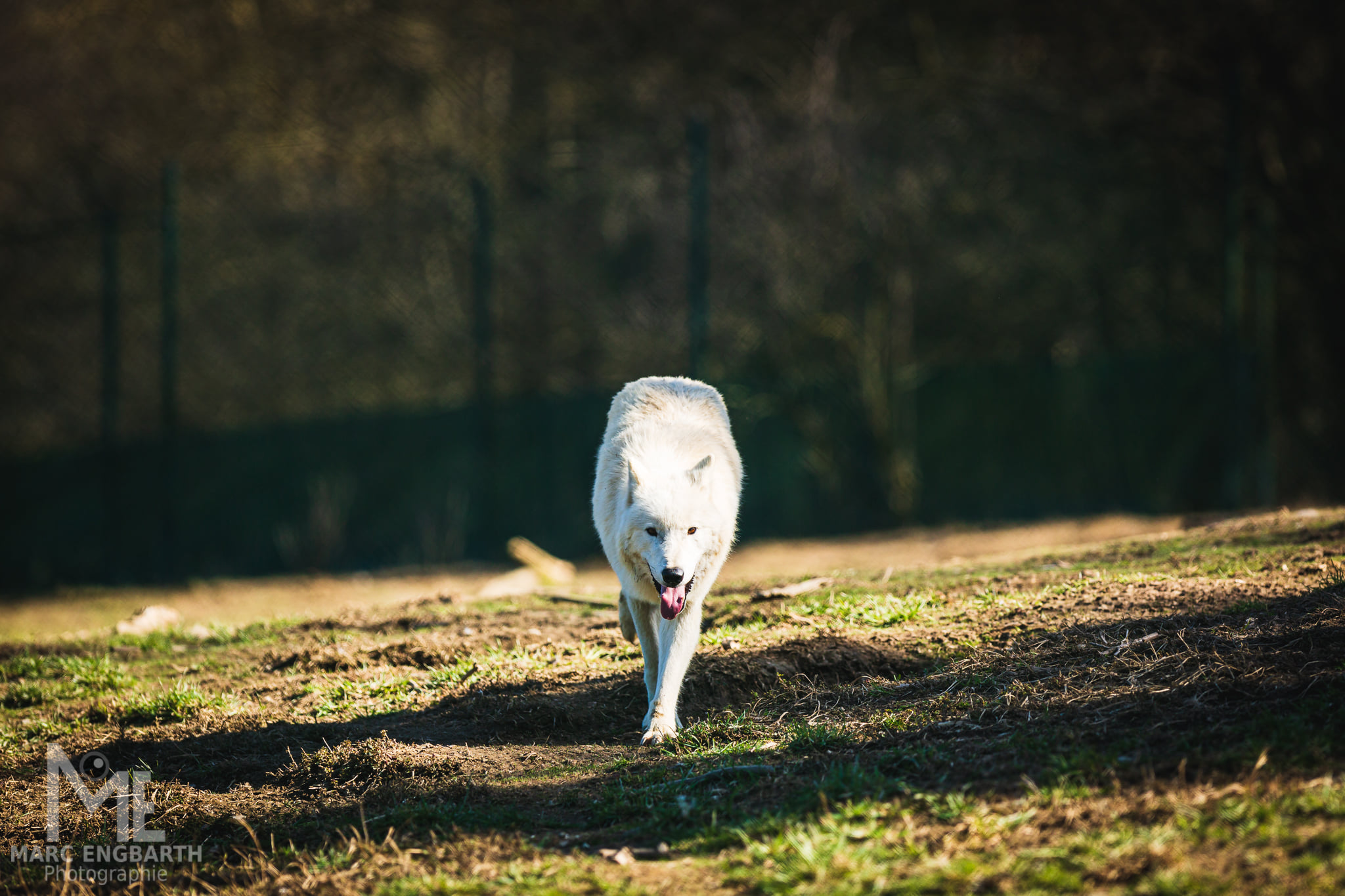 Polarwolf im Tierpark Rheinböllen, unterwegs mit …