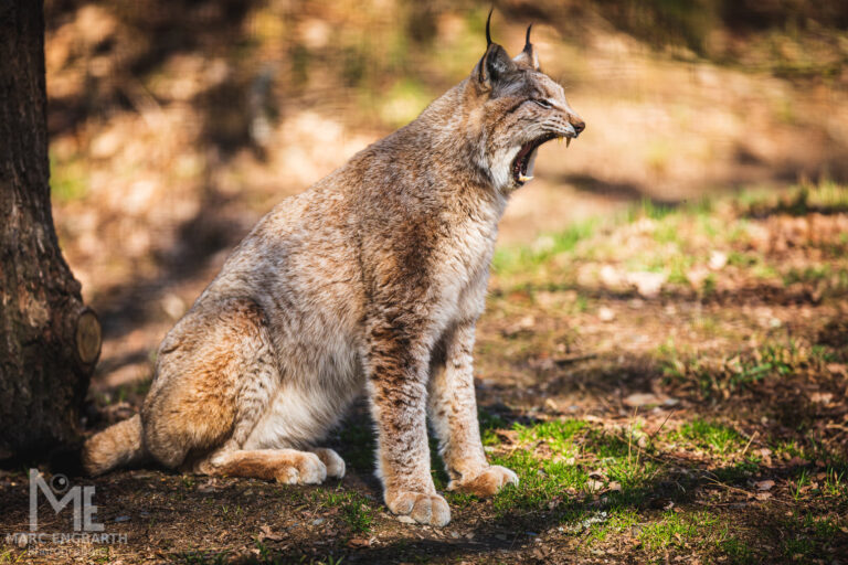 Luchse im Tierpark Rheinböllen, unterwegs mit Christian's …