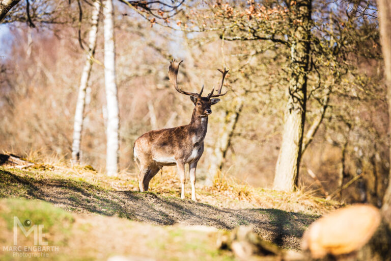 Hirsch im Tierpark Rheinböllen, unterwegs mit Christian's …