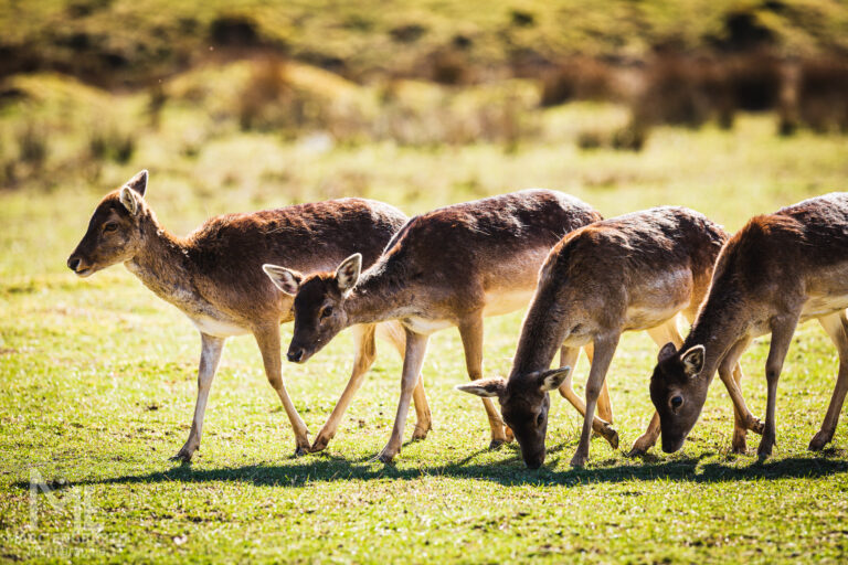 Rehe im Tierpark Rheinböllen, unterwegs mit Christian's …