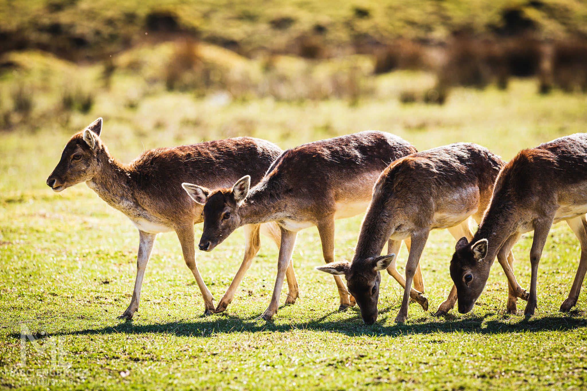 Rehe im Tierpark Rheinböllen, unterwegs mit Christian's …