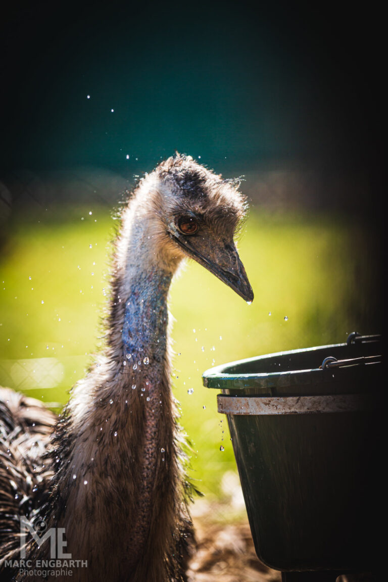 Emu im Tierpark Rheinböllen, unterwegs mit Christian's …