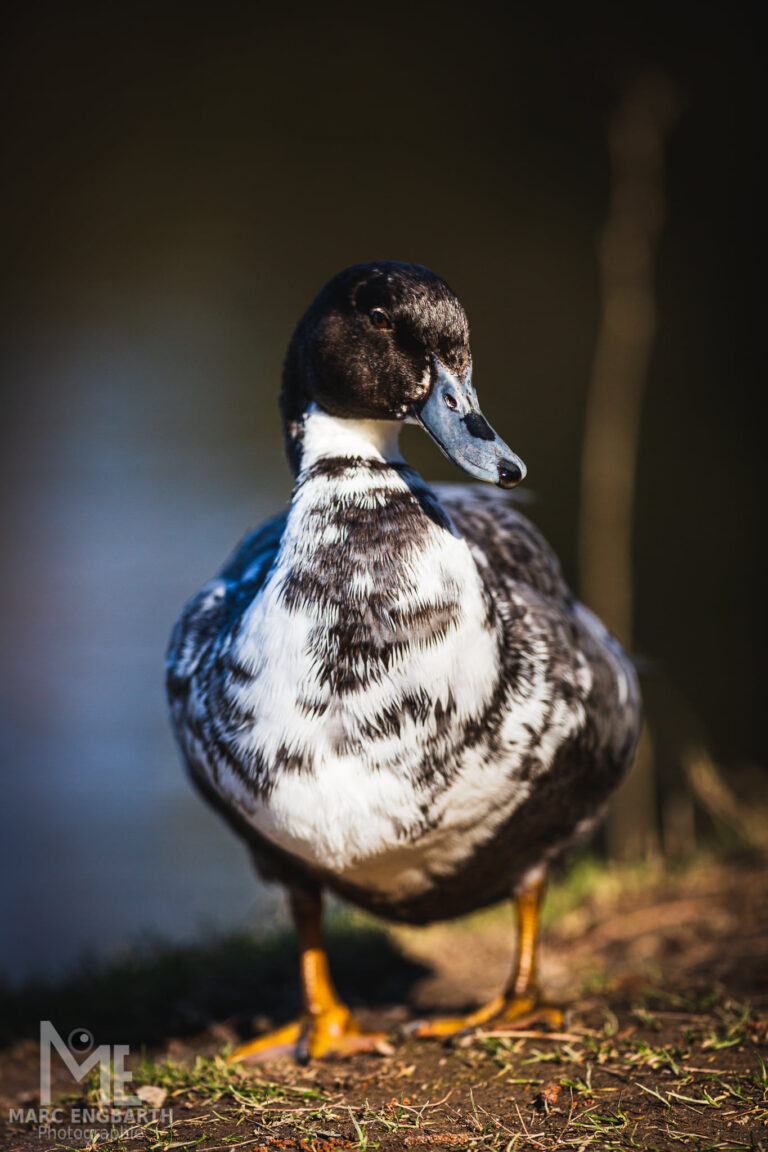 Schwan, Ente, Gans im Tierpark Rheinböllen, unterwegs mit …