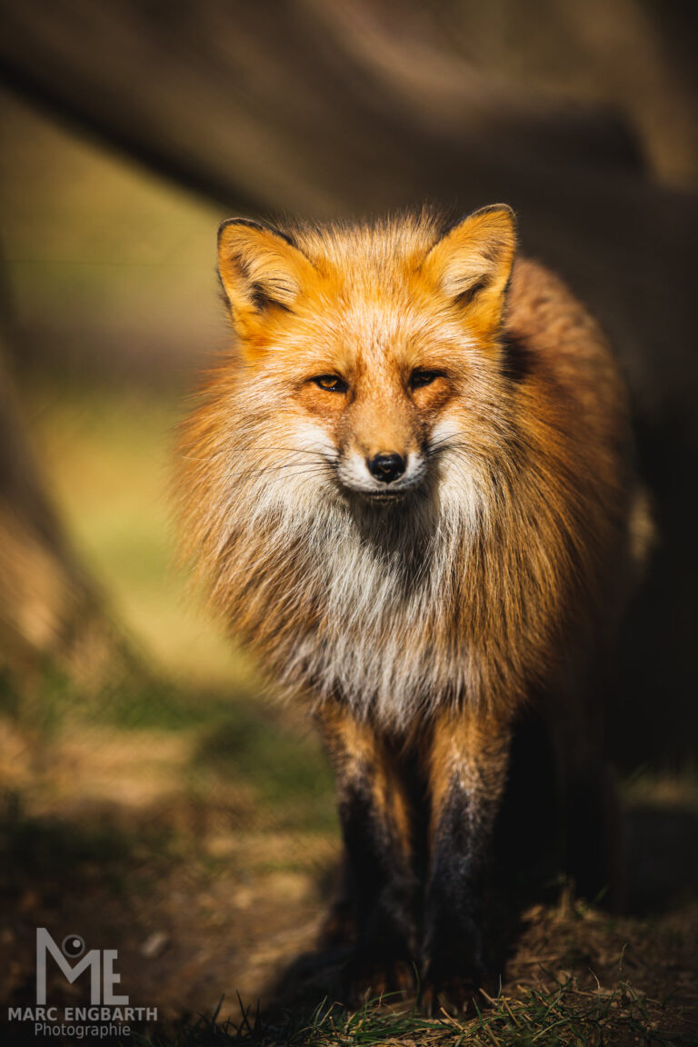 Fuchs im Tierpark Rheinböllen, unterwegs mit Christian's …