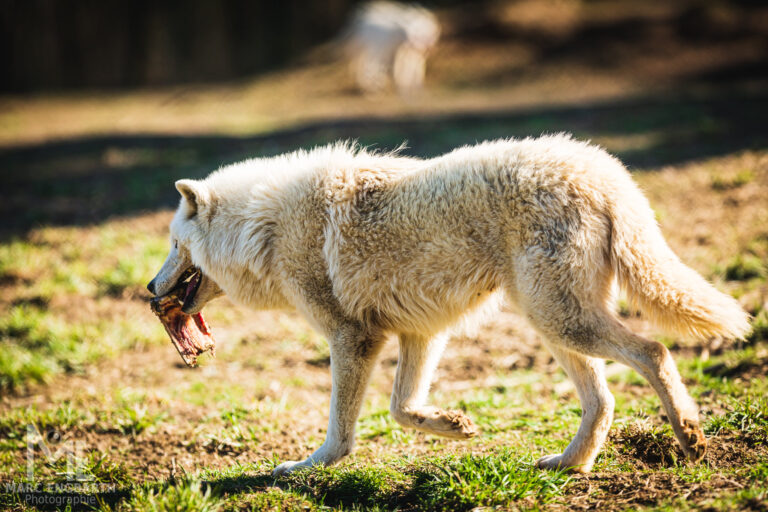 Polarwolf im Tierpark Rheinböllen, unterwegs mit …