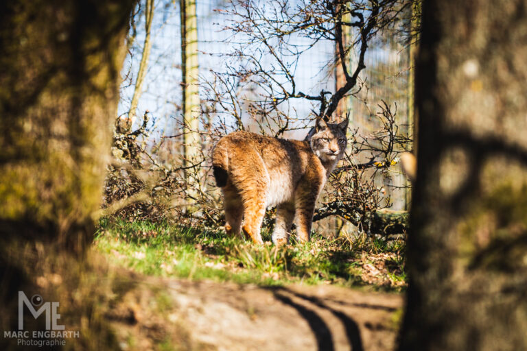Luchse im Tierpark Rheinböllen, unterwegs mit Christian's …