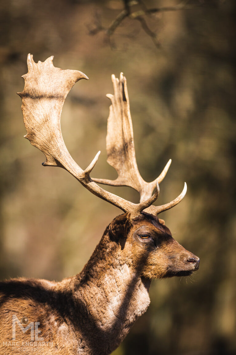 Hirsch im Tierpark Rheinböllen, unterwegs mit Christian's …