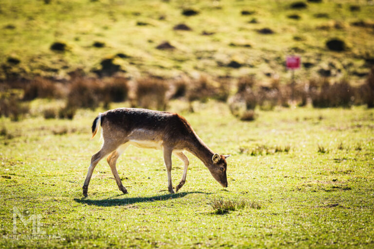 Rehe im Tierpark Rheinböllen, unterwegs mit Christian's …