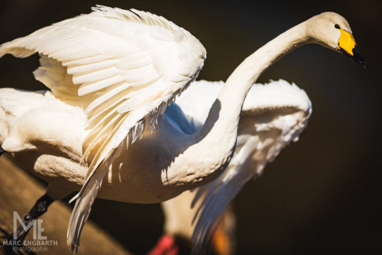 Schwan im Tierpark Rheinböllen, unterwegs mit Christian's …