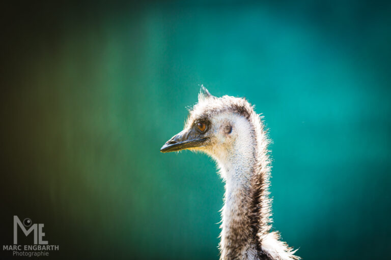 Emu im Tierpark Rheinböllen, unterwegs mit Christian's …