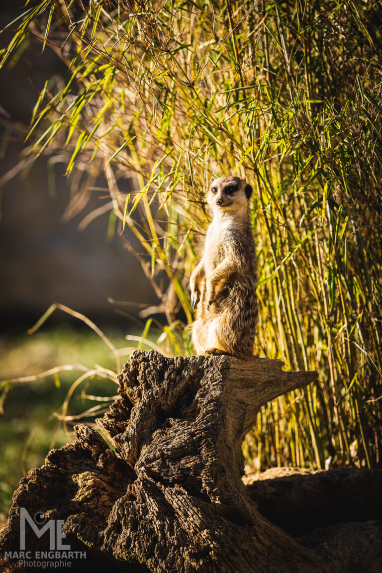 Erdmännchen im Tierpark Rheinböllen, unterwegs mit …