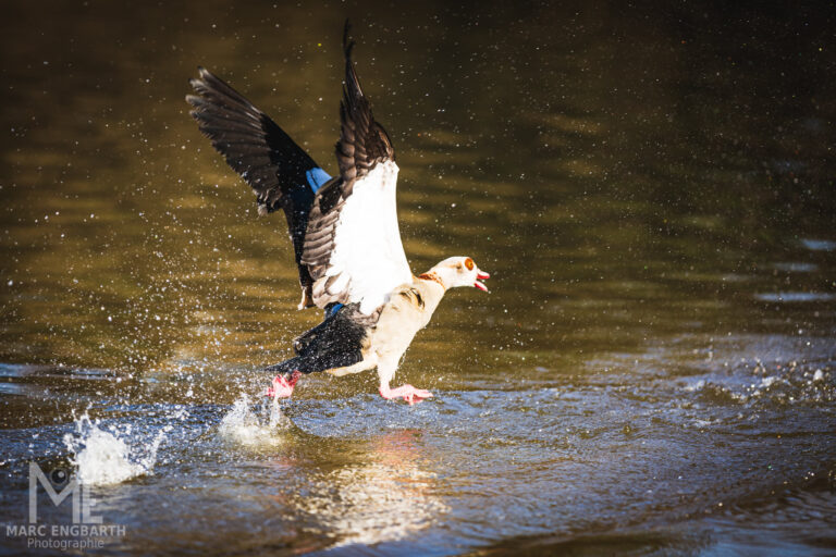 Schwan, Ente, Gans im Tierpark Rheinböllen, unterwegs mit …