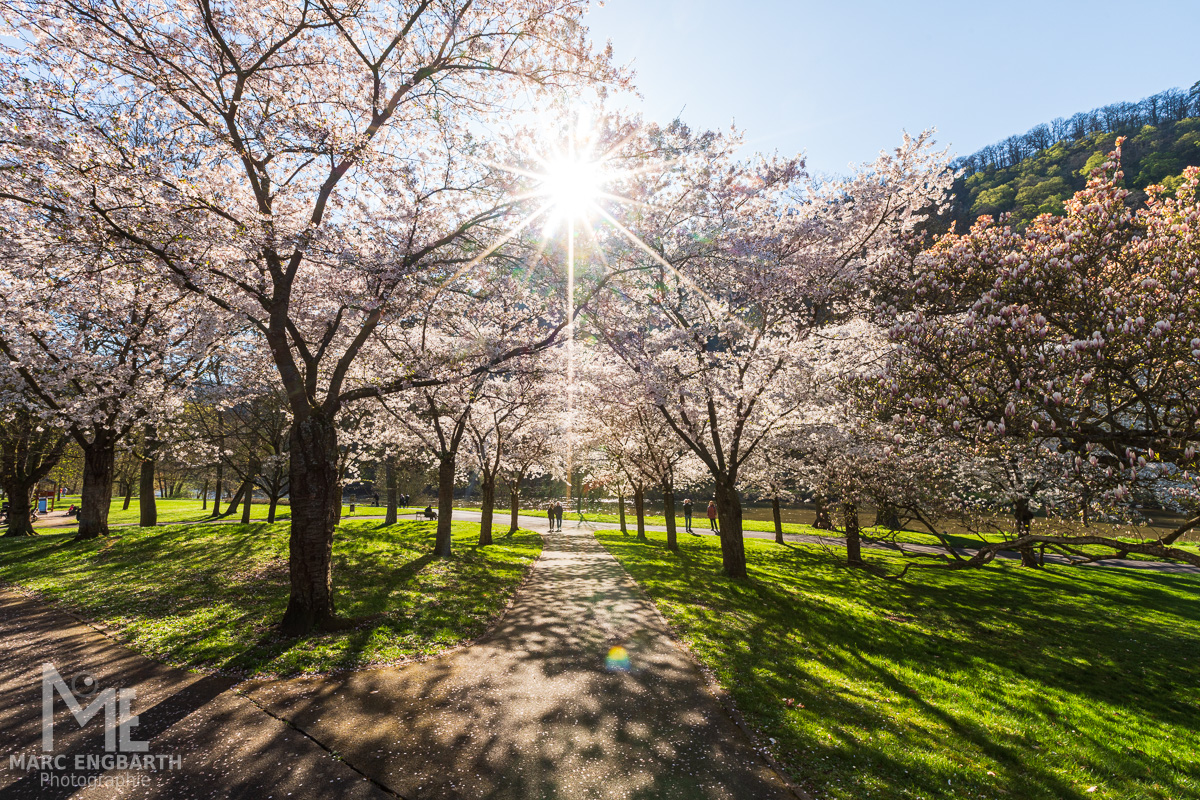 Die Kirschblüte auf der Roseninsel in Bad Kreuznach ist …