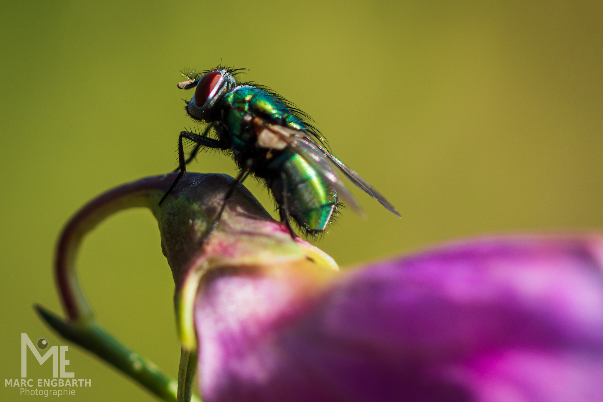Die ersten Testfotos mit der Sony A7 IV habe ich vorhin …