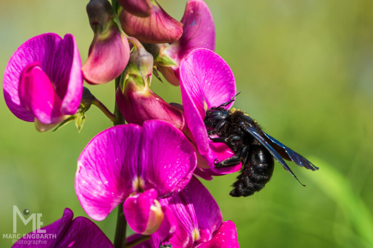 Die ersten Testfotos mit der Sony A7 IV habe ich vorhin …
