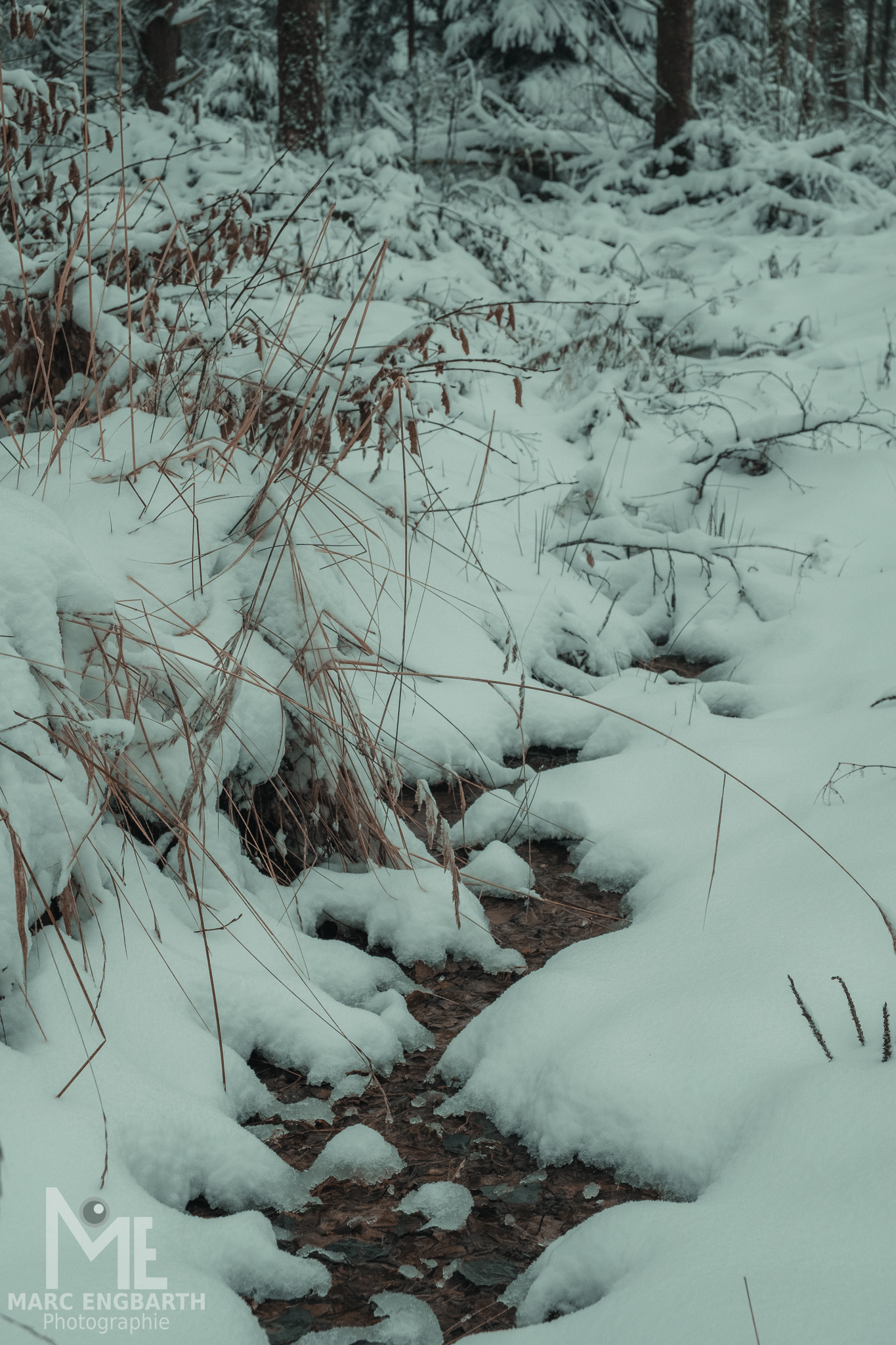 Kleine Runde mit Kamera und Hund durch den Schnee