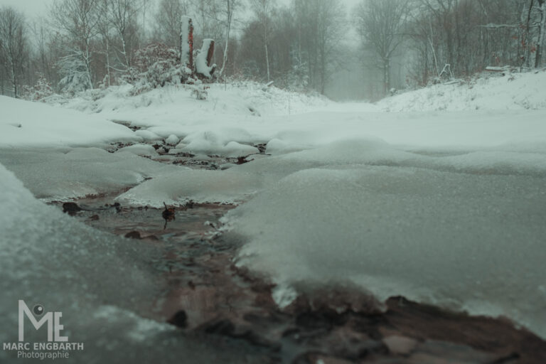 Kleine Runde mit Kamera und Hund durch den Schnee