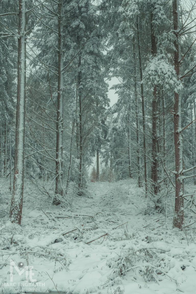Kleine Runde mit Kamera und Hund durch den Schnee