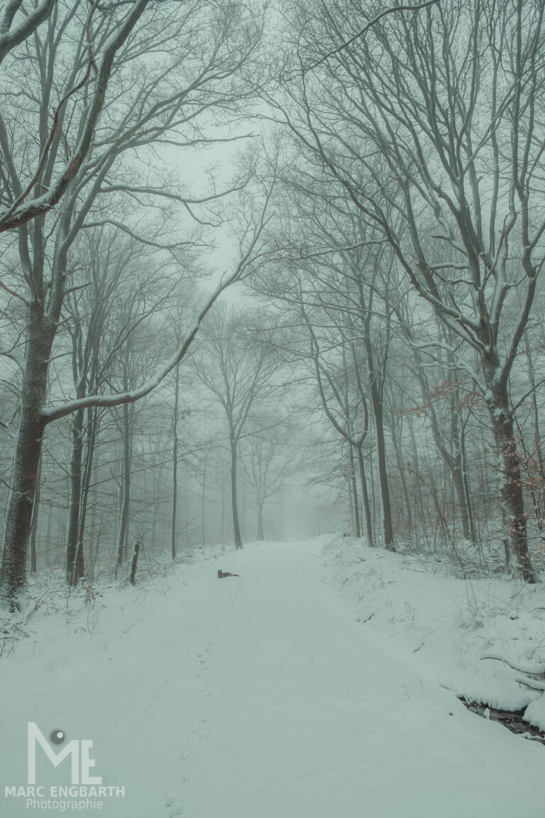 Kleine Runde mit Kamera und Hund durch den Schnee