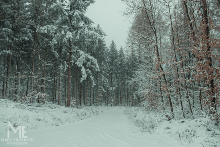 Kleine Runde mit Kamera und Hund durch den Schnee