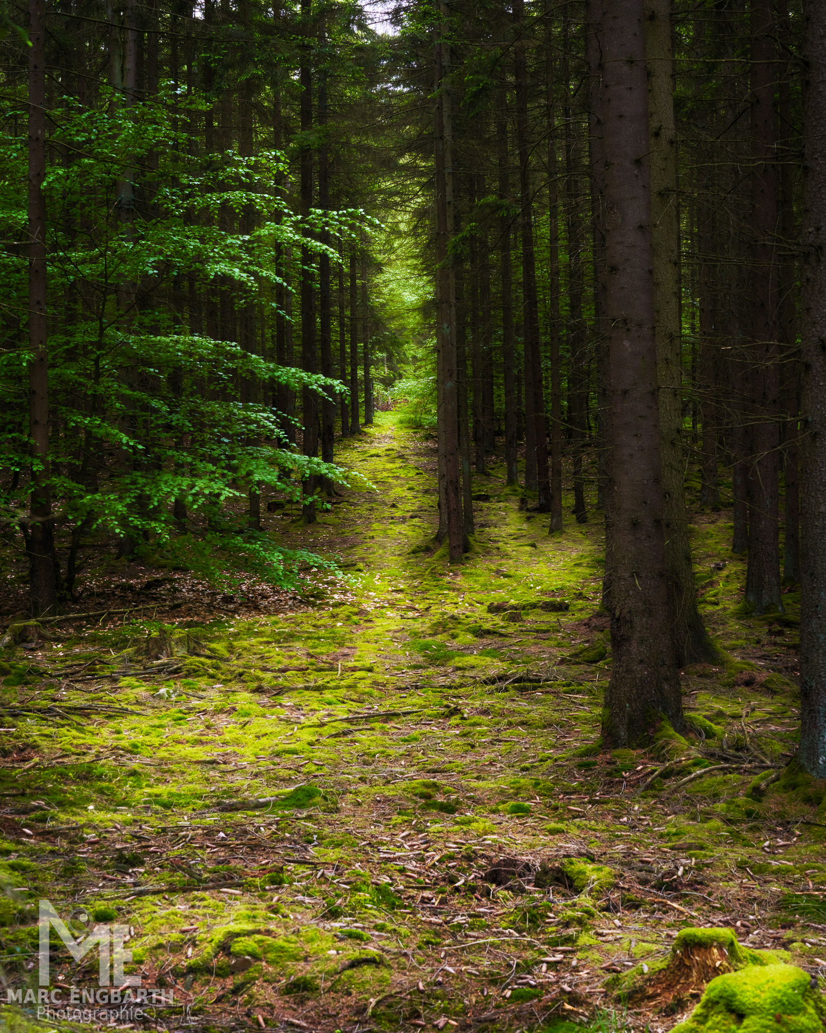 Spaziergang durch den Wald
