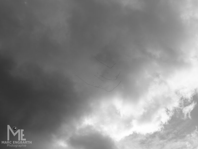 Die Kraniche fliegen die letzten Tage schon wieder und es geht dann …