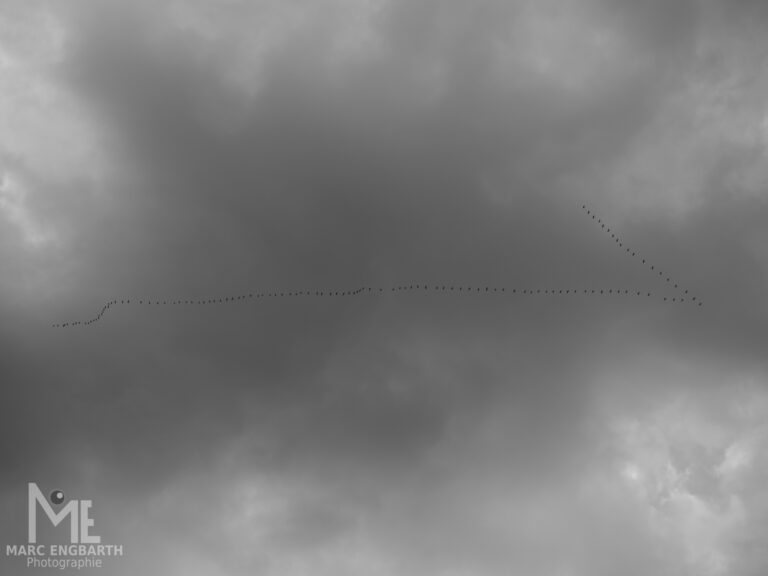 Die Kraniche fliegen die letzten Tage schon wieder und es geht dann …